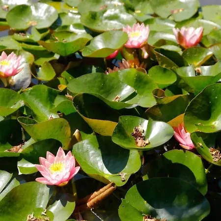 Domaine La Faix, La Cigogne *