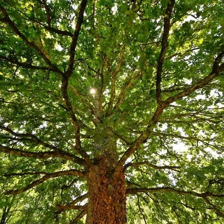 Domaine La Faix, La Cigogne Parque de Campismo Saint-Plaisir