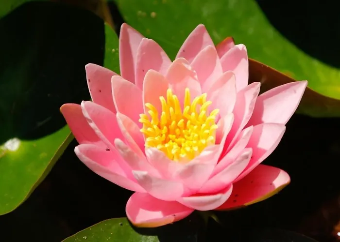 Domaine La Faix, La Cigogne Saint-Plaisir