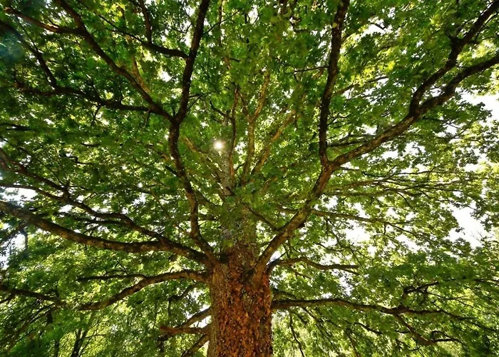 Domaine La Faix, La Cigogne Campsite Saint-Plaisir